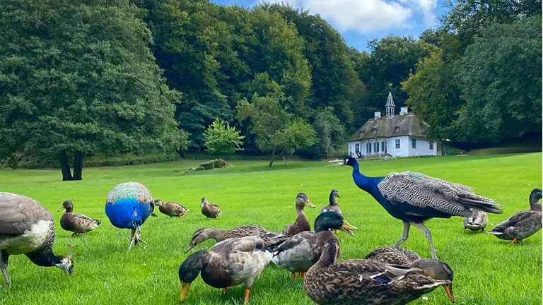 Liselund Park med påfugle