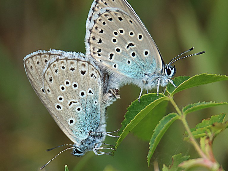 To Sortplettede Blåfugle